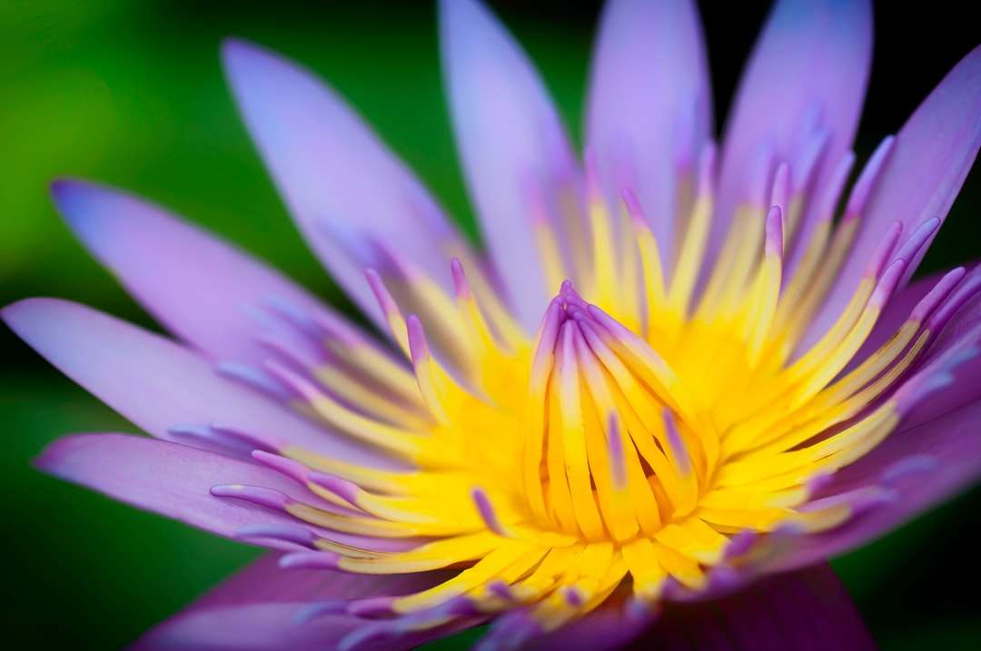 žlutý a fialový květ v makro snímku skládačky online
