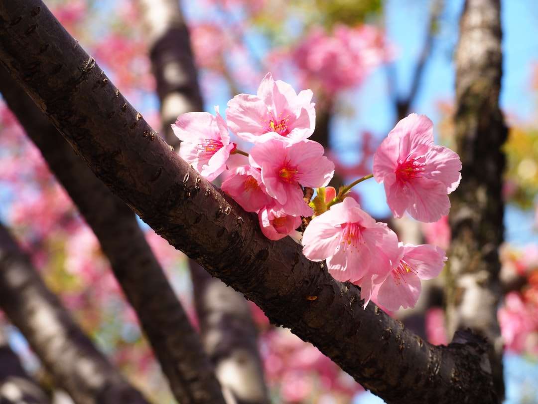rosa körsbärsblom i blom under dagtid Pussel online