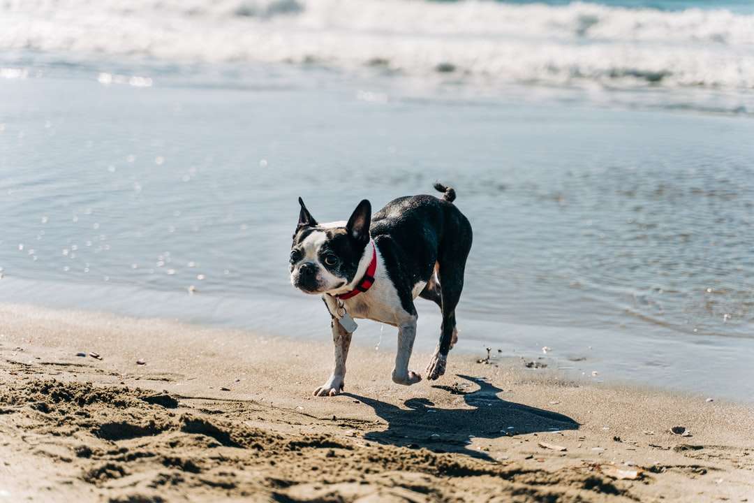 cachorro de casaco curto preto e branco na praia durante o dia quebra-cabeças online