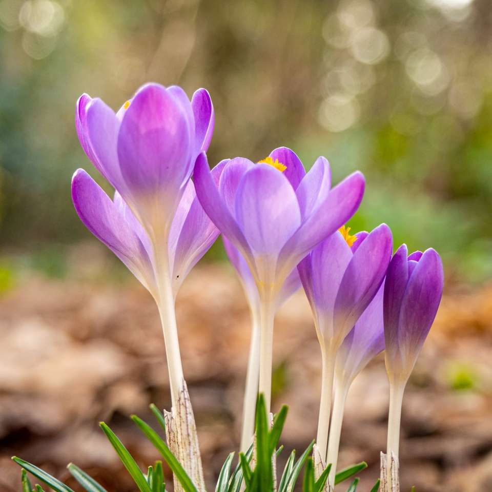 Fleurs de crocus violet en fleur pendant la journée puzzle en ligne