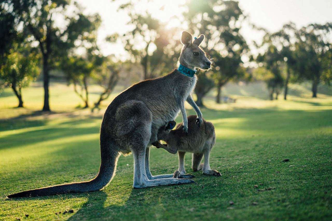 Quale marsupiale sono io? puzzle online