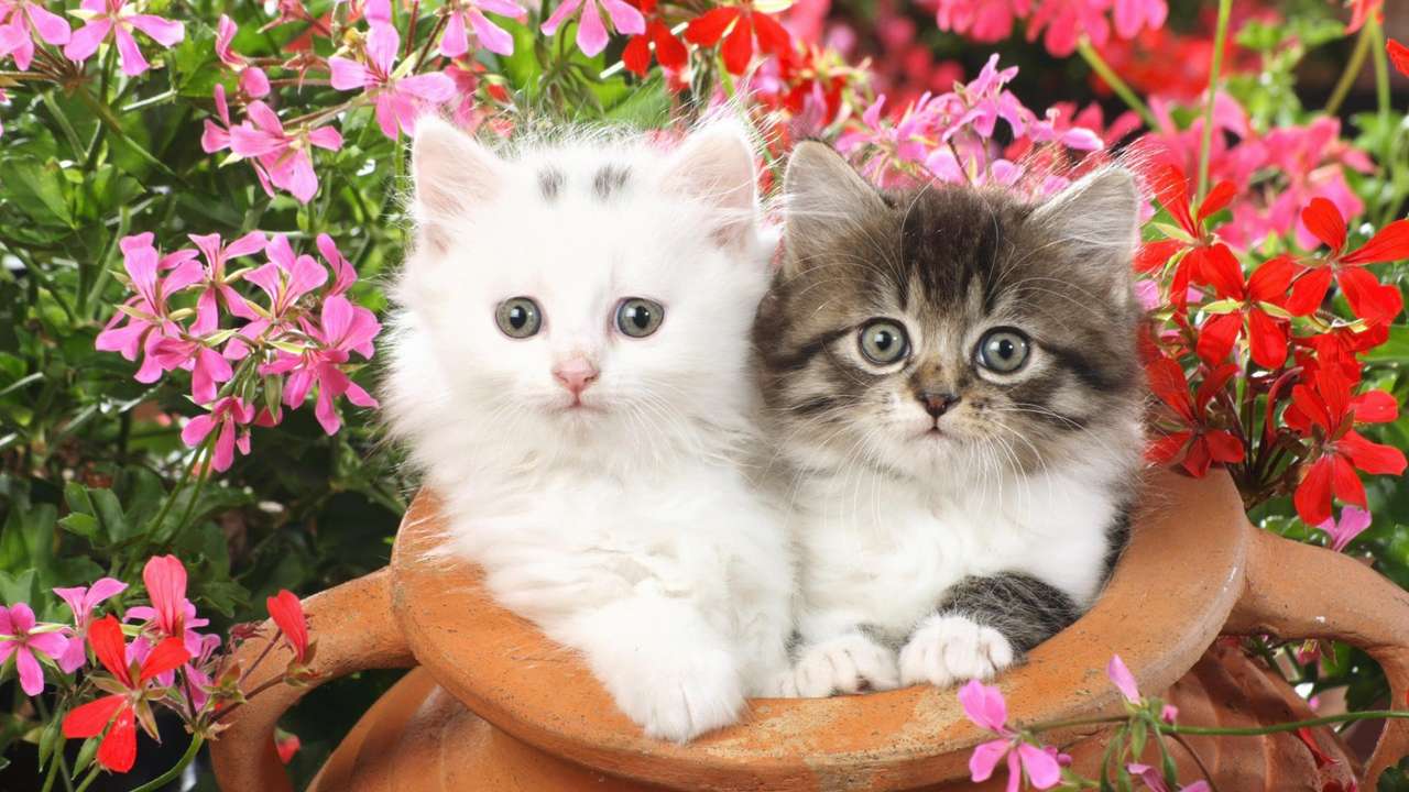 Två dyrbara små blommor pussel på nätet
