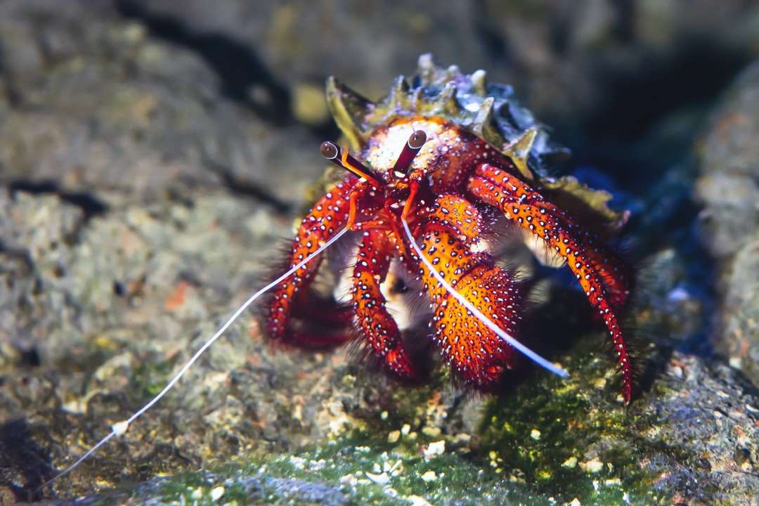 röd och vit krabba på grå sten Pussel online