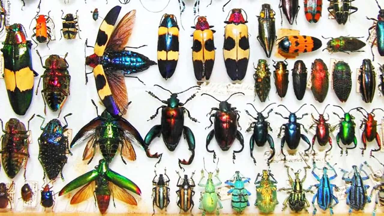 Insekter CEAMO STUDENTER Pussel online