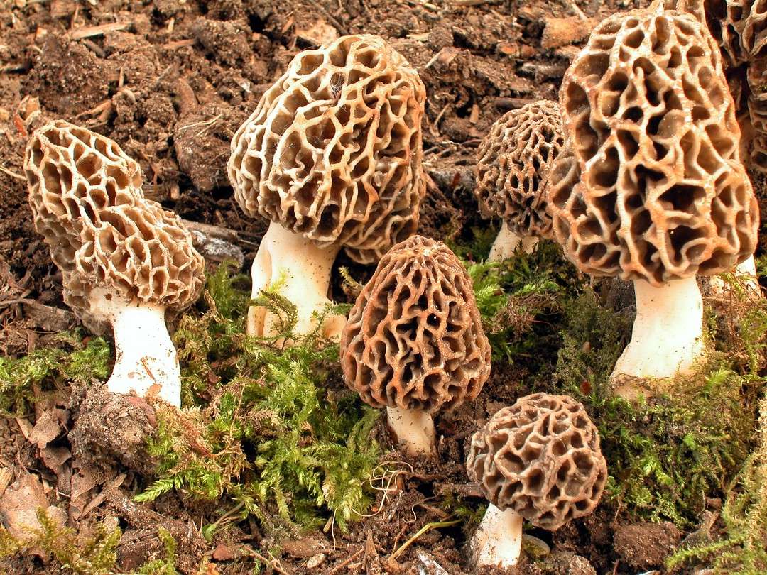 Cogumelos em WOnderland quebra-cabeças online