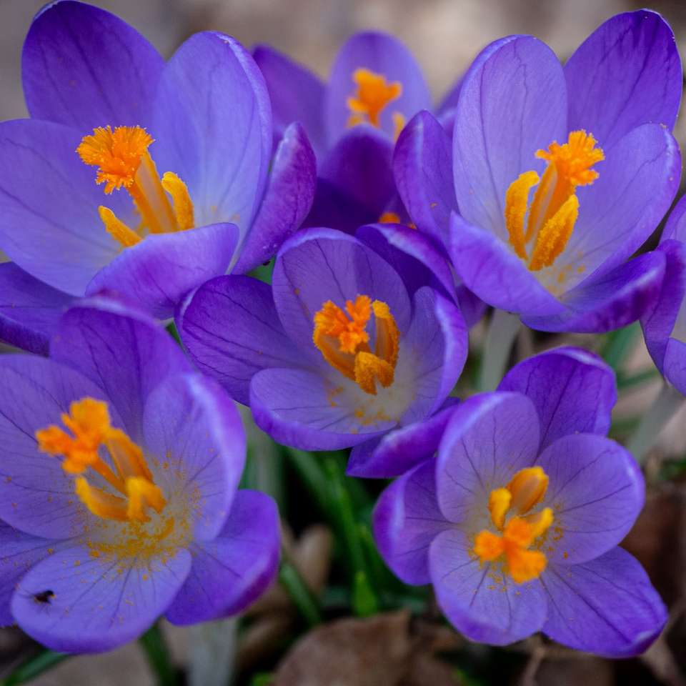 Fleurs de crocus pourpres en fleurs pendant la journée puzzle en ligne