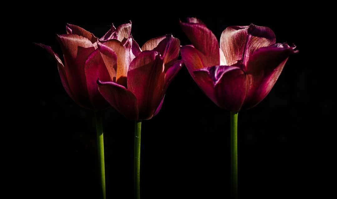 tulipanes rosados ​​en flor cerrar foto rompecabezas en línea