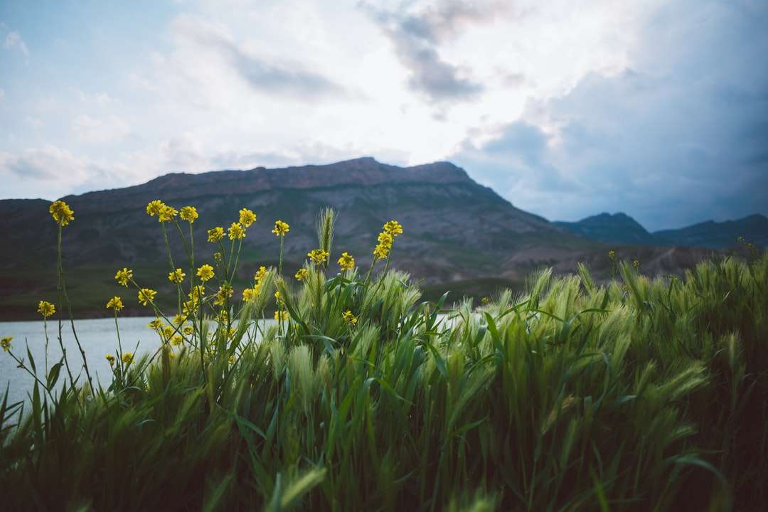 campo de flores amarelas perto de montanha verde sob nuvens brancas quebra-cabeças online
