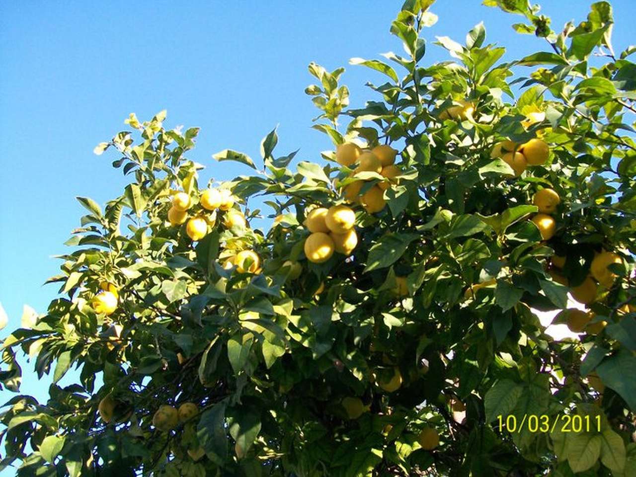 Лимоны на Сардинии пазл онлайн