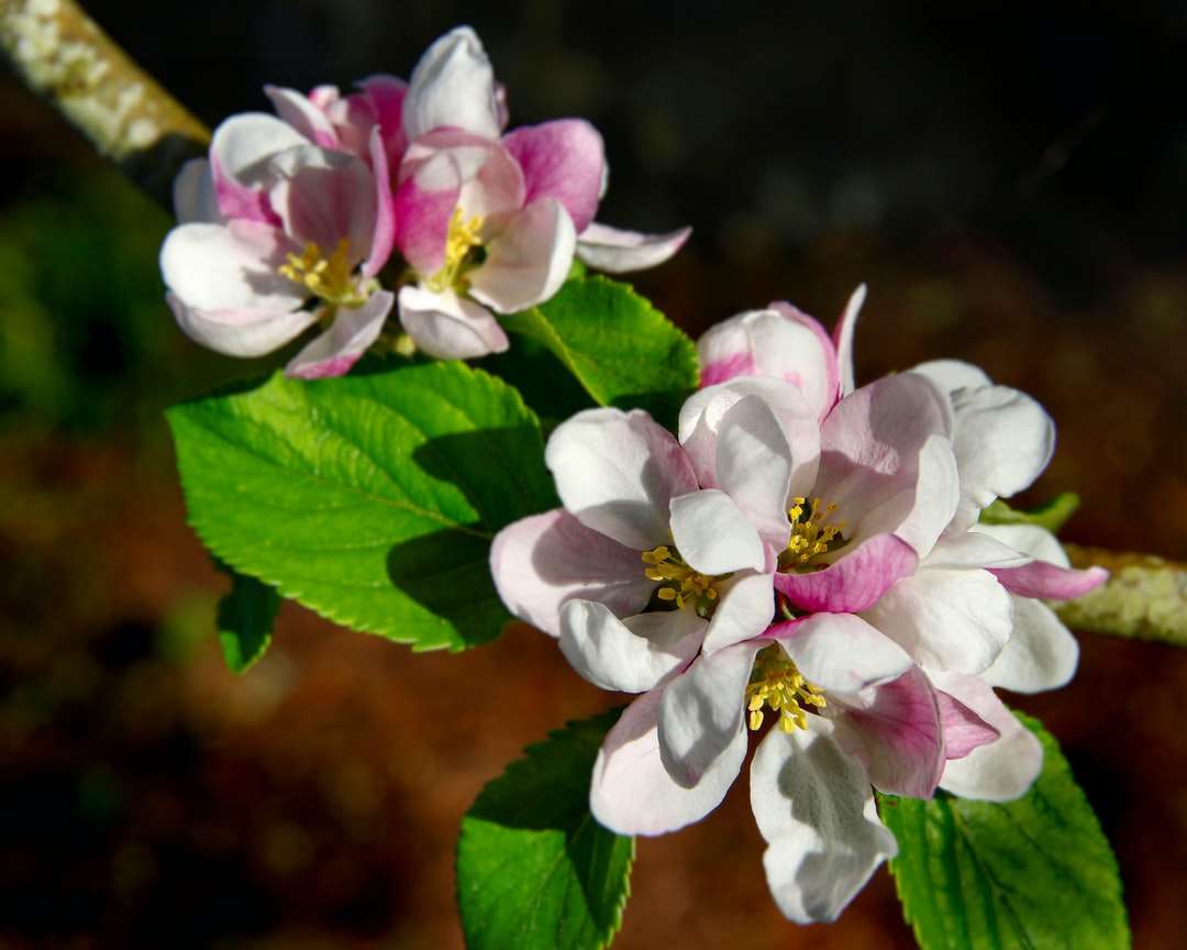 witte en roze bloem in tilt shift lens online puzzel
