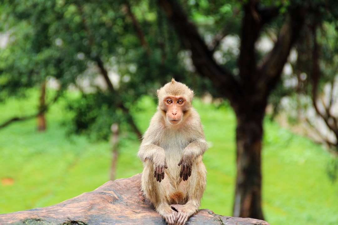 hnědá opice sedící na hnědé skále během dne skládačky online