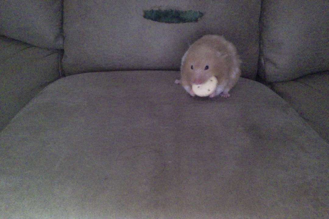 Hamster # hamster är söt jag älskar henne pussel på nätet