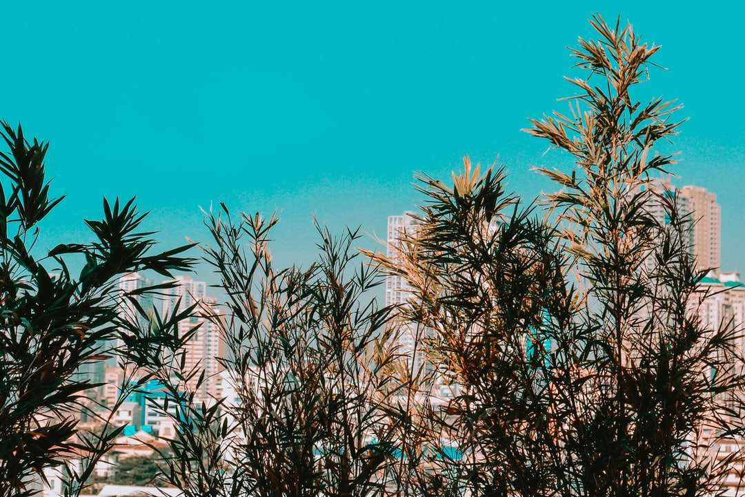 palmeira verde perto de prédio de concreto branco durante o dia quebra-cabeças online