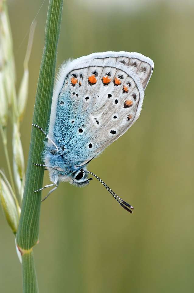 Una farfalla su un filo d'erba puzzle online