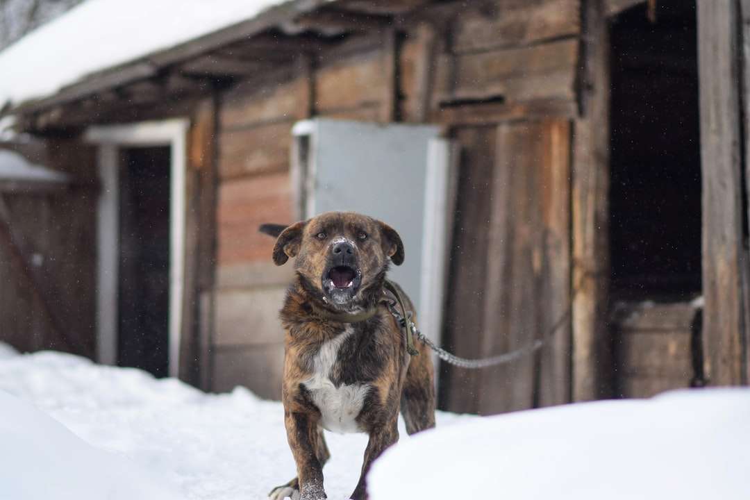 Perro de pelo corto marrón y blanco sobre suelo cubierto de nieve rompecabezas en línea