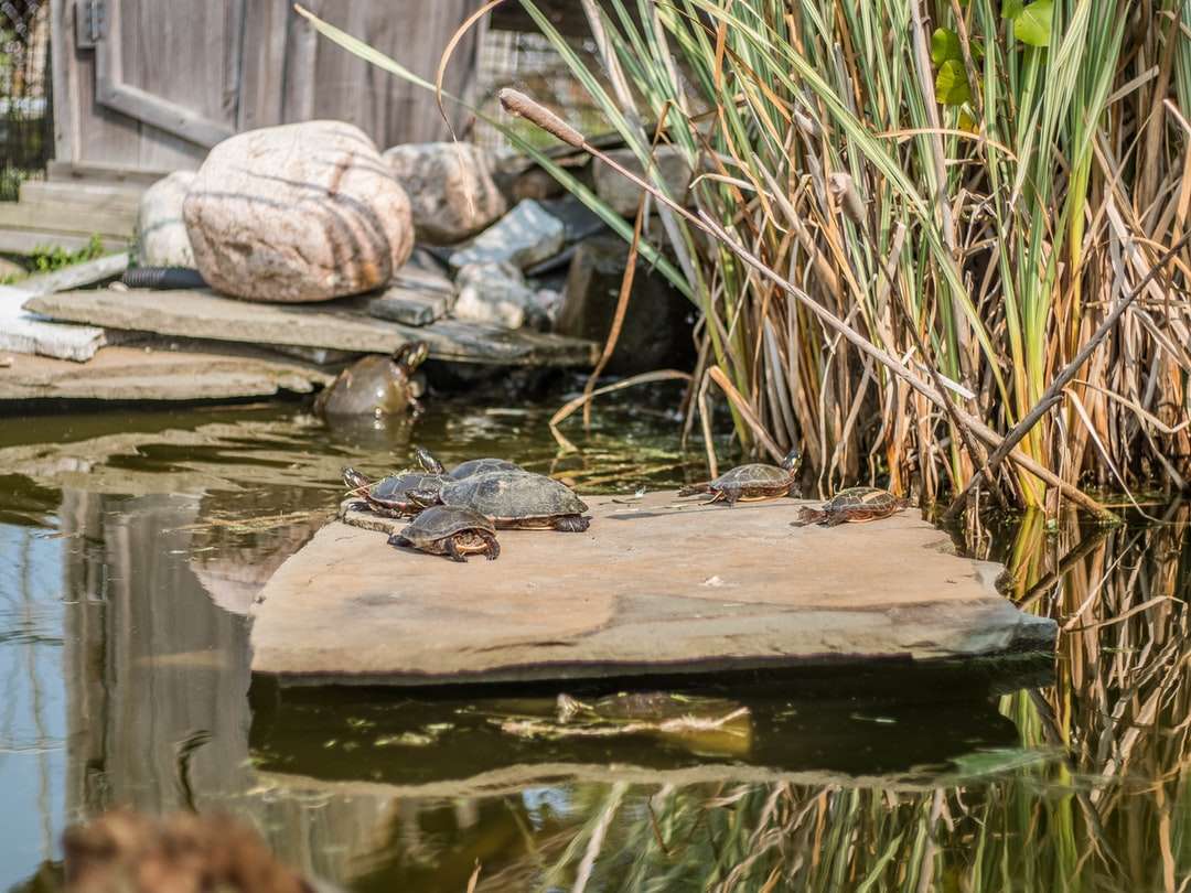 brun sköldpadda på brun träbrygga under dagtid Pussel online