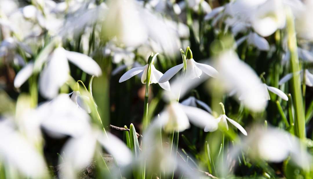 λευκά λουλούδια σε φακό μετατόπισης κλίσης online παζλ
