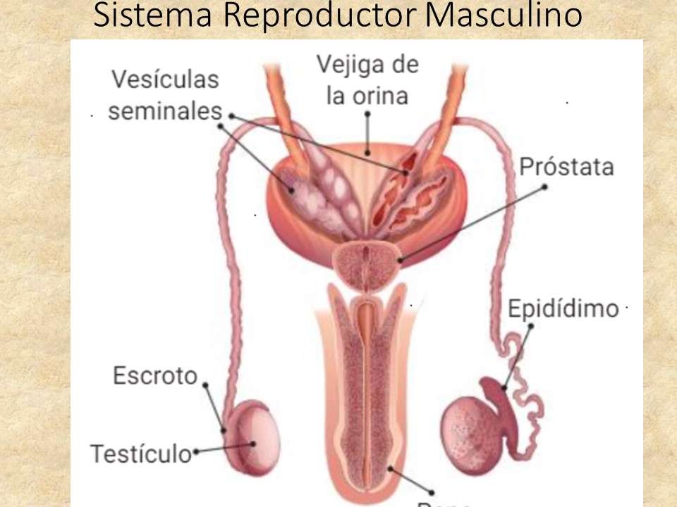 Female reproductive system online puzzle