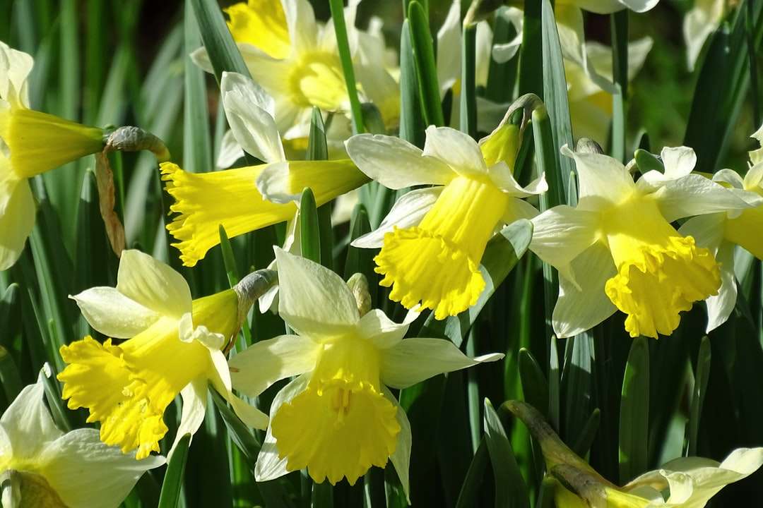 narcisos amarelos em flor durante o dia quebra-cabeças online