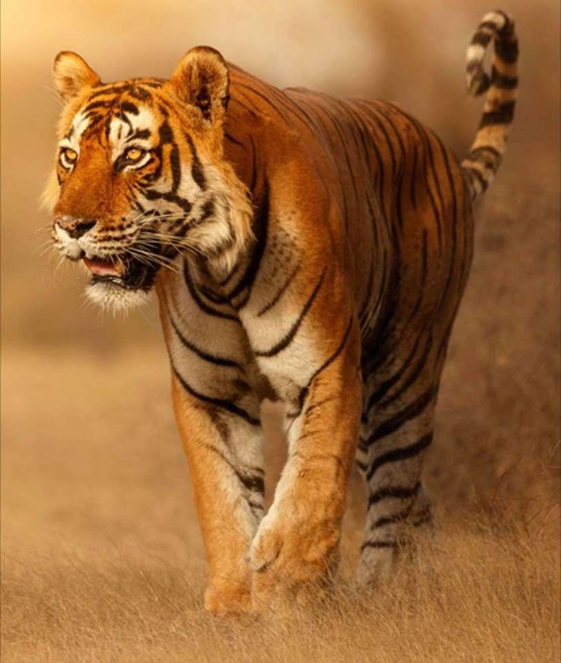 одинокий тигр пазл онлайн