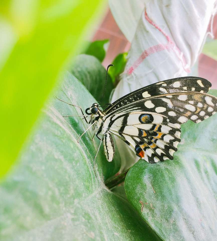 Mariposa en blanco y negro sobre hoja verde rompecabezas en línea