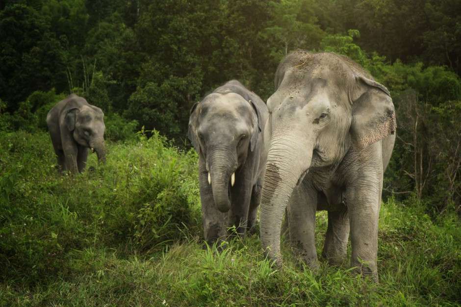elefantes en asia rompecabezas en línea