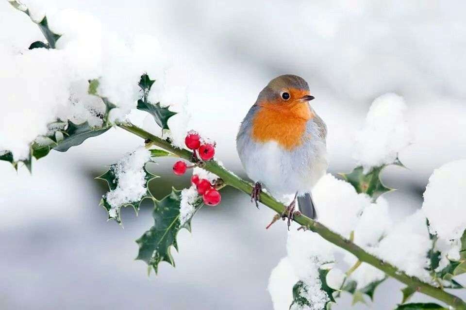 птица на покрита със сняг клонка онлайн пъзел