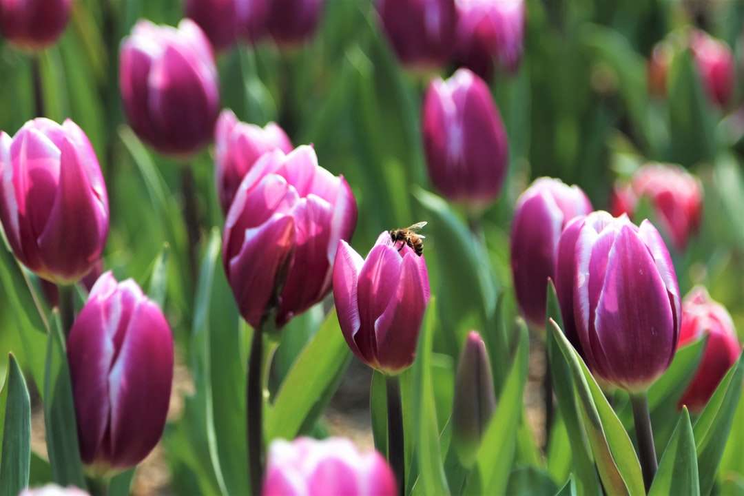 rosa Tulpen blühen tagsüber Puzzlespiel online