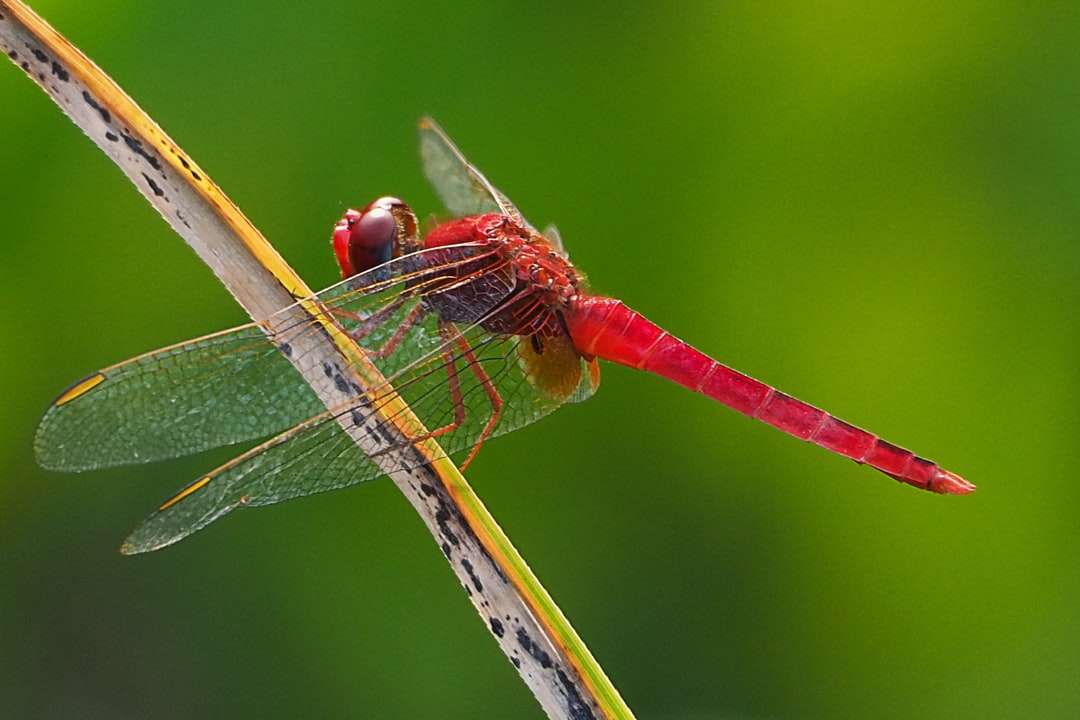 red dragonfly online puzzle