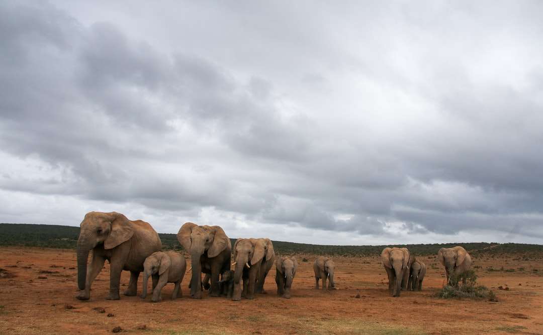 Grupo de elefantes en campo marrón bajo nubes blancas rompecabezas en línea