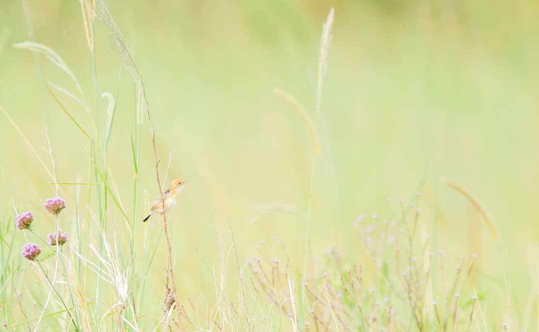 barna madár nappal a zöld fűben online puzzle
