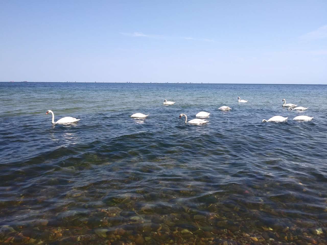 Гданьские лебеди онлайн-пазл