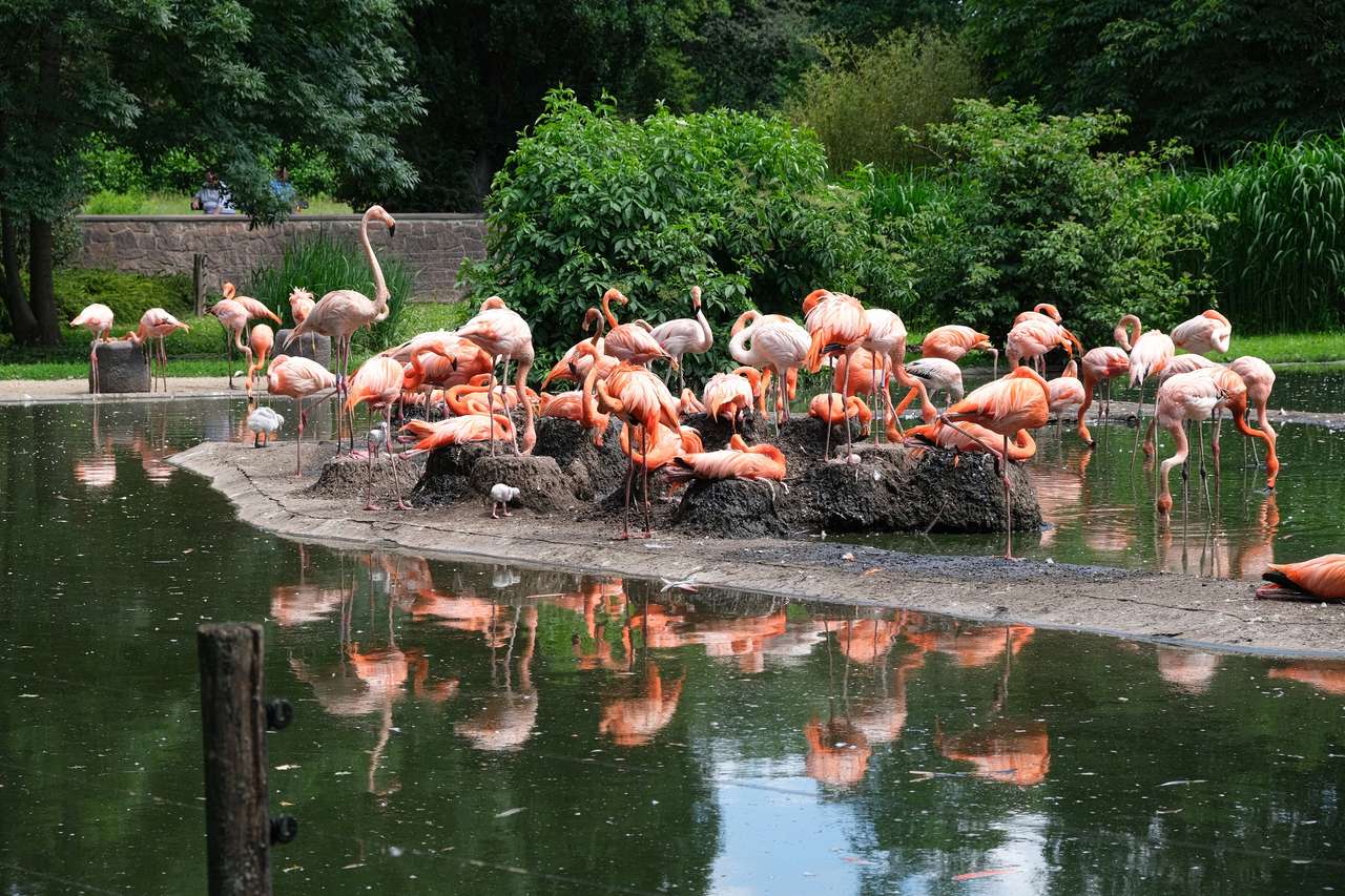 Фламинго в зоопарке ДД пазл онлайн