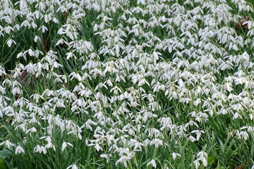 grönt och vitt blommafält under dagtid Pussel online