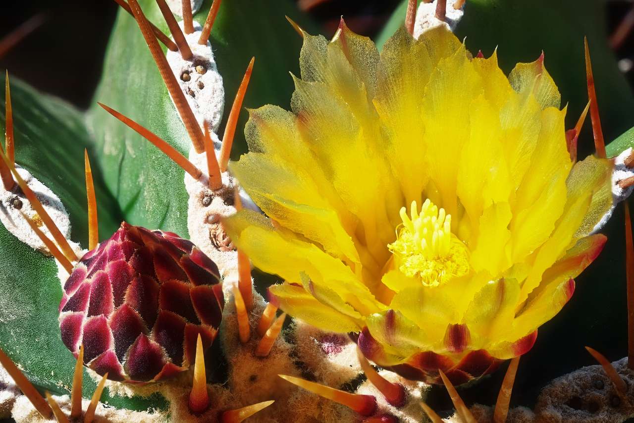 Az arany gömb kaktusz virága kirakós online