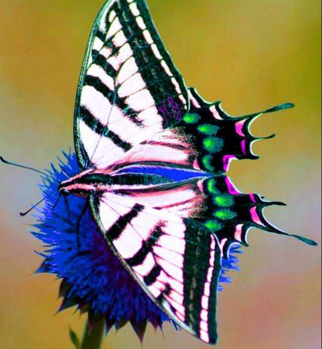 Екзотична пеперуда онлайн пъзел