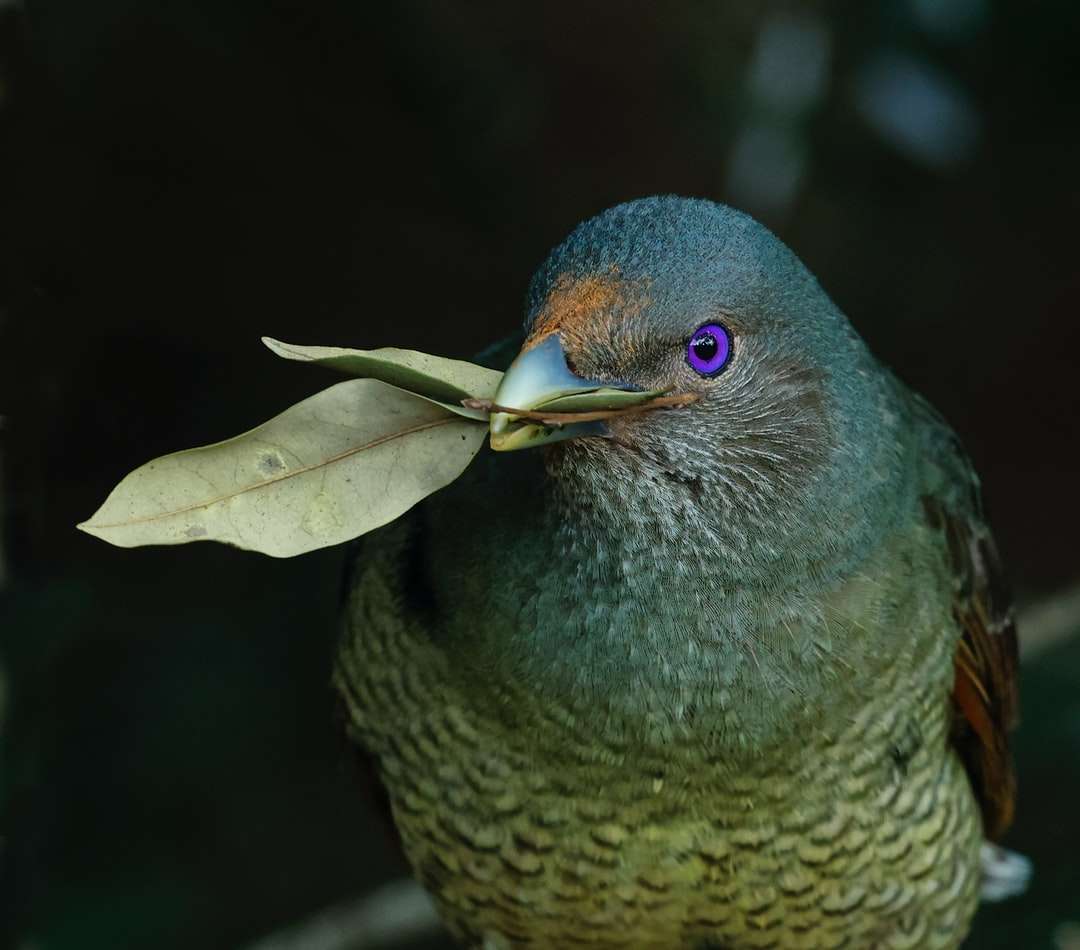 blauwe en bruine vogel op groen blad online puzzel