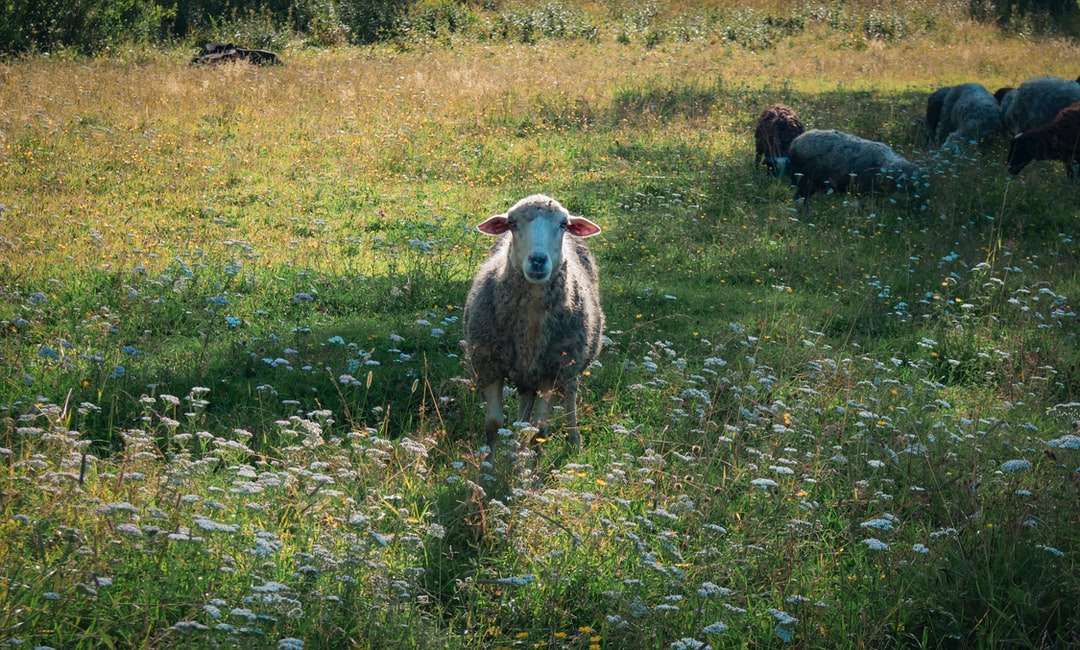 πρόβατα στο πεδίο πράσινο γρασίδι κατά τη διάρκεια της ημέρας online παζλ