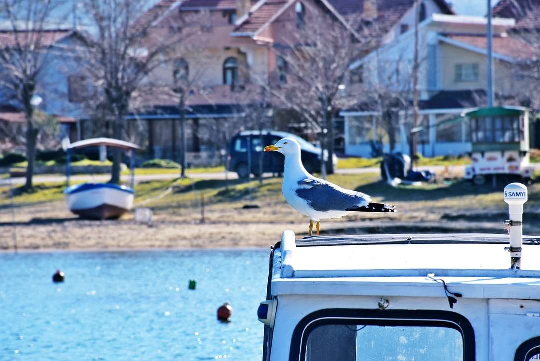 white bird on white car during daytime online puzzle
