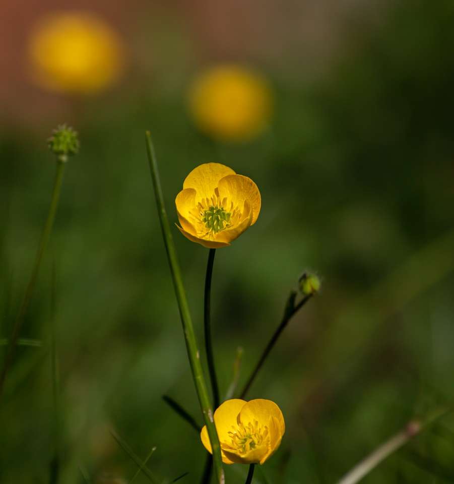 gul blomma i tilt shift-lins pussel på nätet