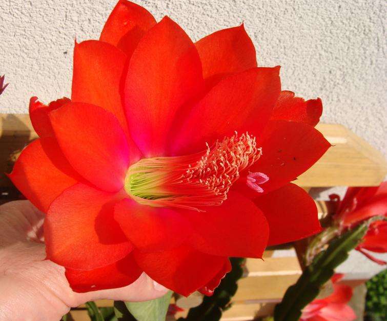 kvetoucí kaktus skládačky online