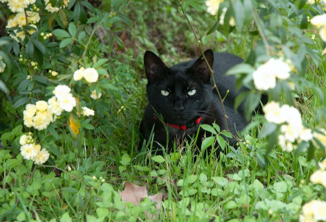 черна котка на поле със зелена трева през деня онлайн пъзел