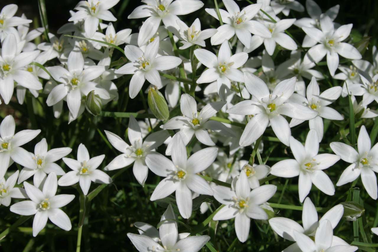 Pequeñas flores blancas rompecabezas en línea
