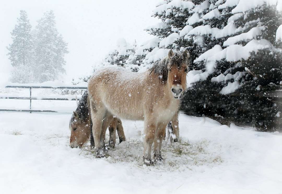 Cheval blanc et brun sur un sol couvert de neige pendant la journée puzzle en ligne