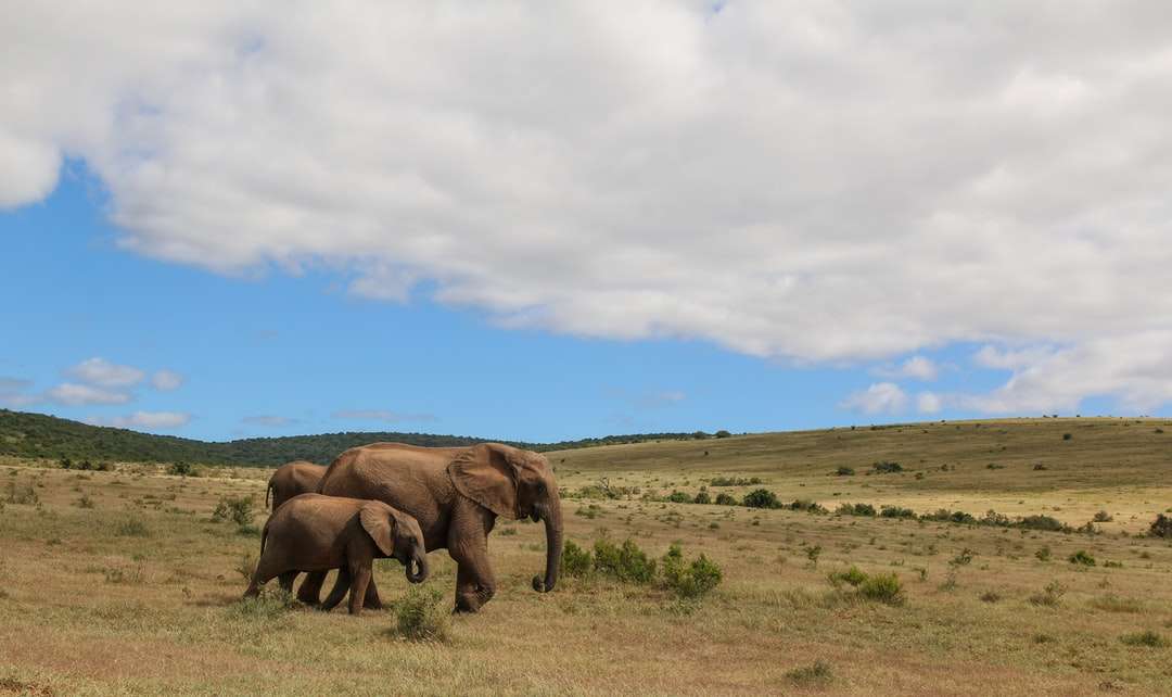 Elefante marrón en campo de hierba verde rompecabezas en línea