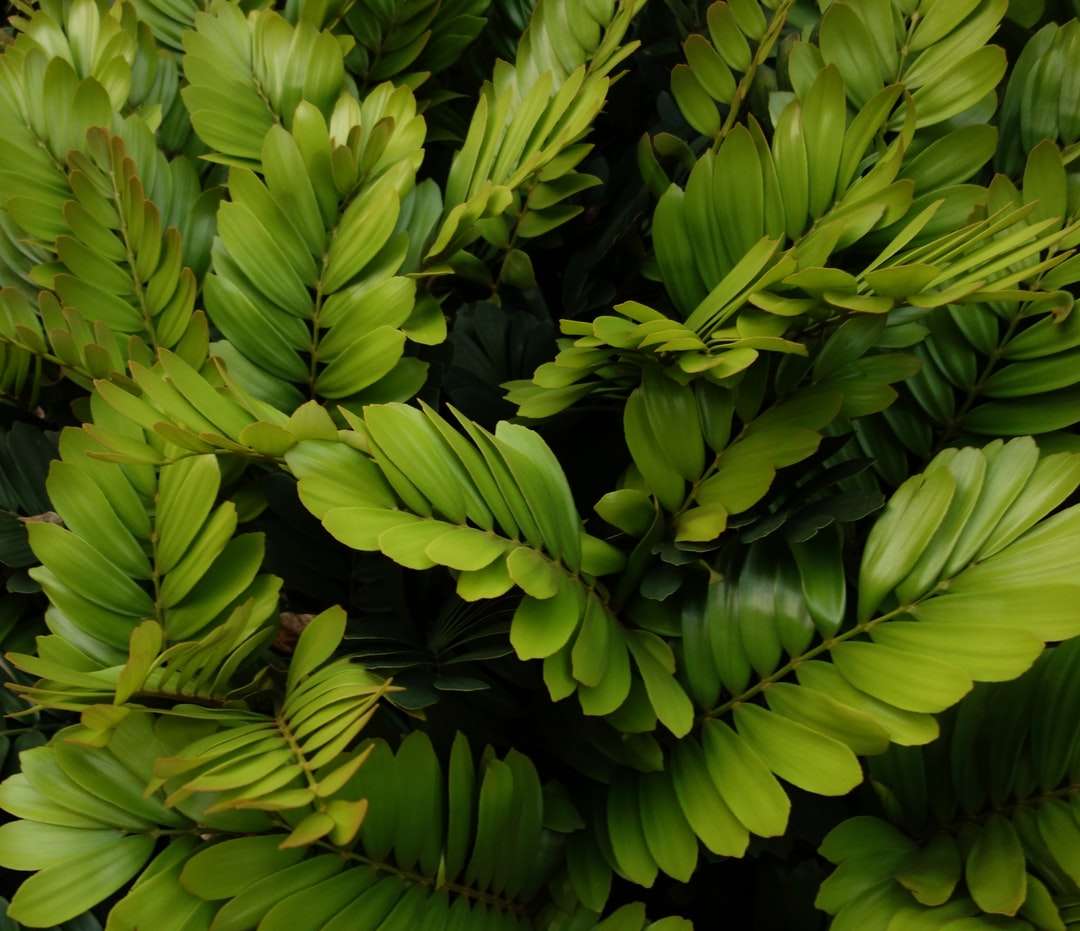 zelené listy při fotografování zblízka skládačky online