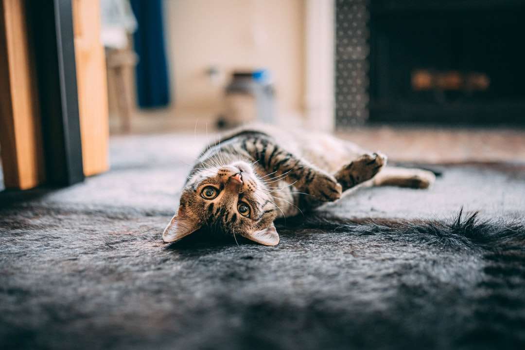 Gato atigrado marrón acostado sobre textil gris rompecabezas en línea