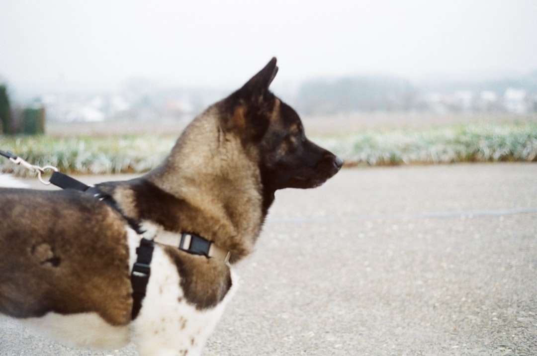 Perro de pelo corto marrón y blanco sobre arena gris durante el día rompecabezas en línea