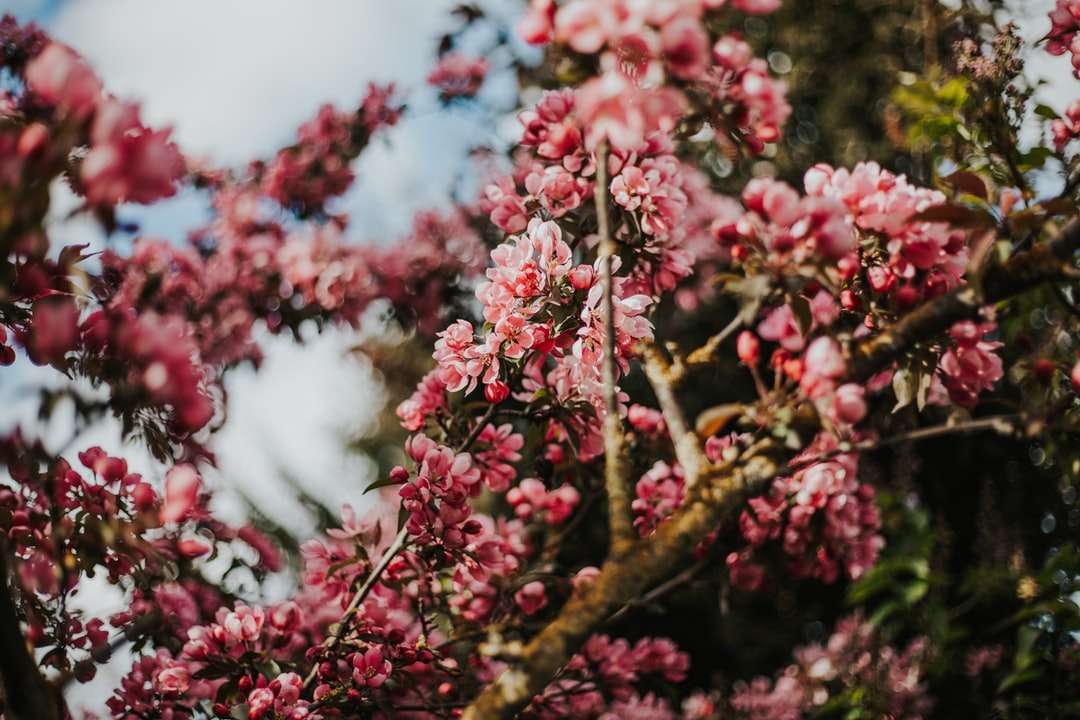 rózsaszín virágok barna fa ága kirakós online