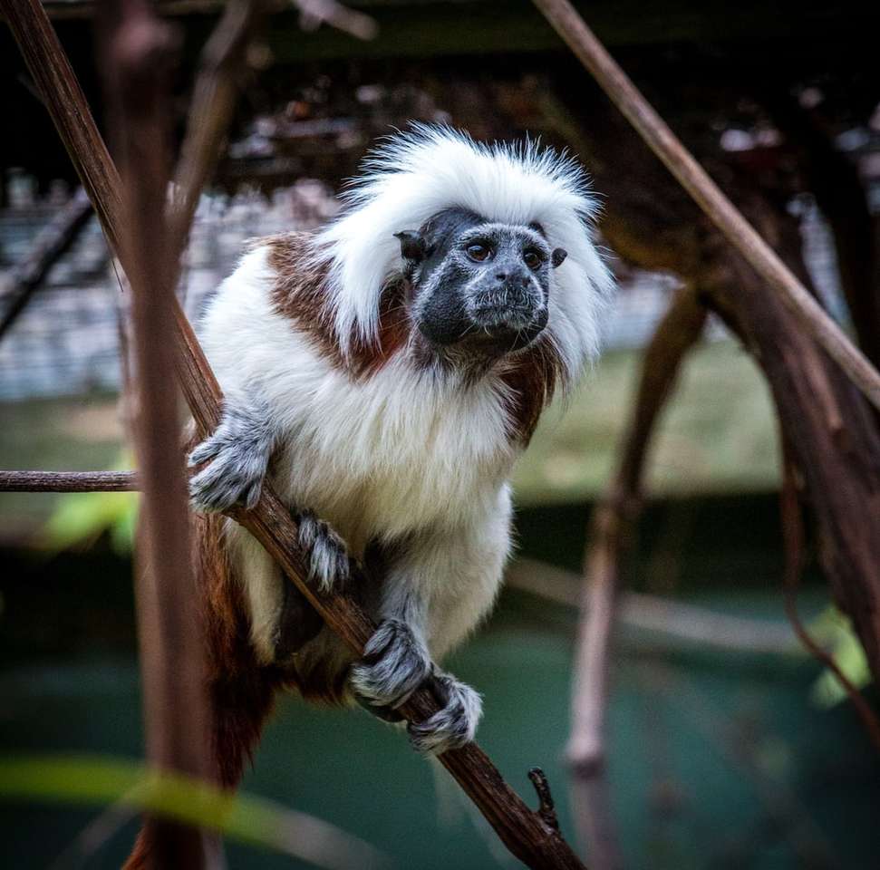 бяла и кафява маймуна на кафяв дървесен клон онлайн пъзел